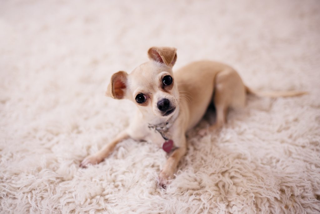 cute puppy on pluffy carpet